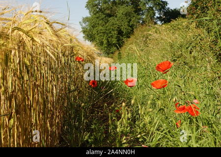 Coquelicots dans haie au bord d'un champ de blé Banque D'Images