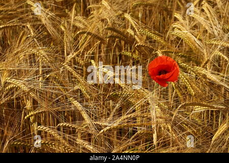 Coquelicot solitaire dans un champ de blé sur un jour d'été Banque D'Images