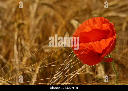 Coquelicot solitaire dans un champ de blé sur un jour d'été Banque D'Images