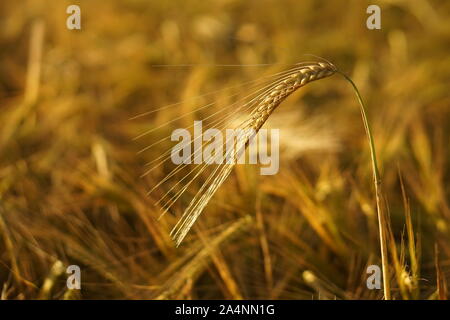 Seul le blé barbu tête dans un champ de champ de blé Banque D'Images