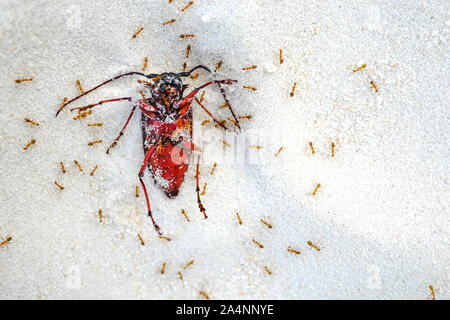 Tuer les fourmis rouges grand insecte sur le sable. Nature mortelle en géographie. Banque D'Images