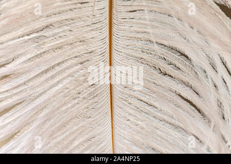 Plumes d'autruche blanc close-up. La texture des plumes. Banque D'Images