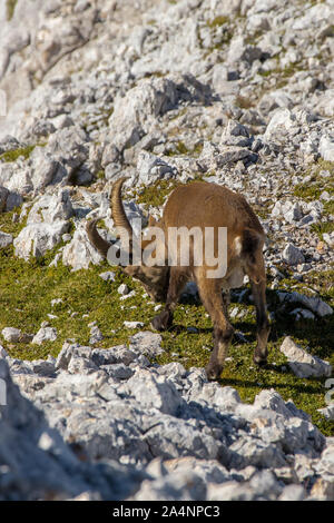 La transhumance dans Ibex Hautes Alpes Banque D'Images