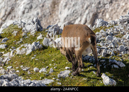 Pâturage d'Ibex en haute montagne Banque D'Images