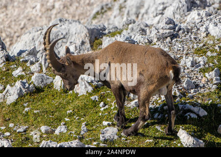 La transhumance dans ibex adultes Alpes Juliennes Banque D'Images