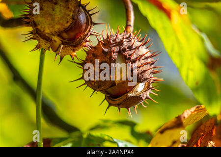 Close-up of Horse Chestnut-mûrs avec coque extérieure épineux ouvert sur un marronnier en automne avec un fond vert Banque D'Images