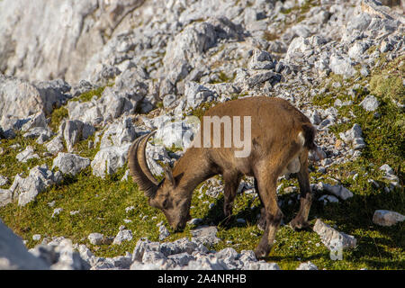 Le pâturage en montagne Ibex haut Banque D'Images