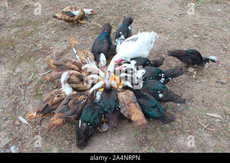 Canards oies et canards de Barbarie manger citrouille dans la volaille. L'alimentation des volailles dans une cour Banque D'Images