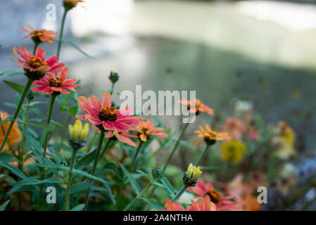 Des fleurs à Annecy, France Banque D'Images