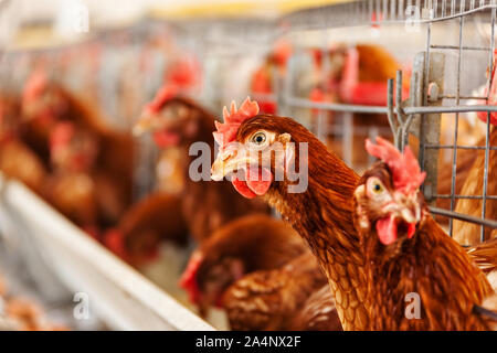 Oeufs poulets rouge au Botswana Banque D'Images