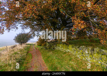 Un chemin de campagne en automne Banque D'Images