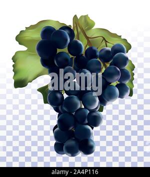 3D réaliste raisin bleu foncé. Raisins isolé sur fond transparent. Fruits frais. Raisins de près. Vector illustration Illustration de Vecteur