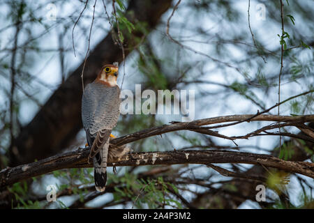 À col rouge ou Falcon Falco chicquera avec crested lark tuer en griffes. Séance d'oiseaux migrateurs sur un tronc d'arbre à la perche, jaisalmer desert national park Banque D'Images