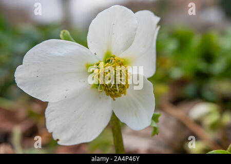 L'hellébore noir fleur en hiver Banque D'Images