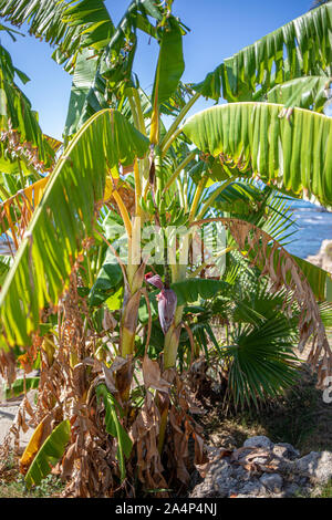 Sur un Palm de bananes pend un arbuste aux bananes vertes et à l'arrière-plan le ciel est bleu Banque D'Images