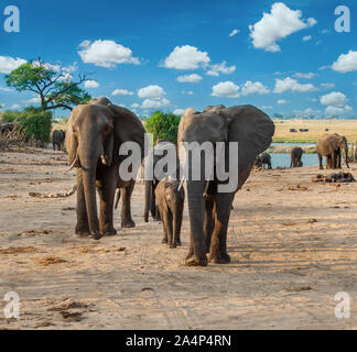 Le Botswana du troupeau d'éléphants marchant dans la brousse Banque D'Images