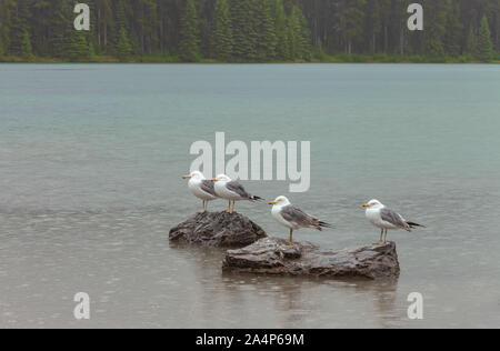 Californie goéland argenté (Larus californicus) perché sur un rocher sous forte pluie au parc national Banff, Canada Banque D'Images