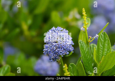 Blueblossom Ceanothus Fleurs en fleurs au printemps Banque D'Images