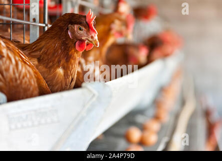 Poules rouge en ponte dans une ferme Banque D'Images