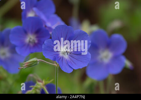 Fleurs bleues en fleurs au printemps Banque D'Images