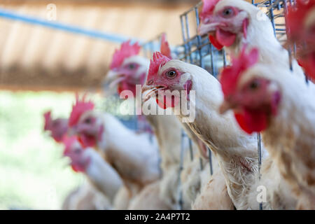 La production de poulet, œufs de poules en cage Banque D'Images