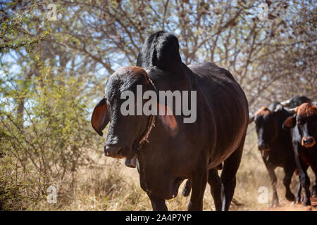 Bull de Brahman et un groupe de vaches, l'un des plus résistants de l'espèce à l'intense projet en Afrique Banque D'Images