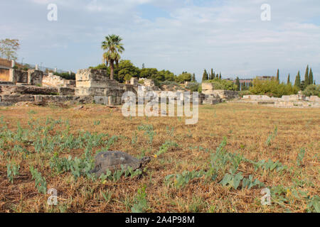 Tortue dans ruines grecques Banque D'Images