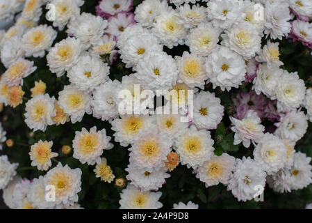 Les fleuristes, Daisy Chrysanthemum morifolium dans jardin. Jardin de chrysanthème vivace. Fleurs d'automne de couleurs différentes. La base pour les concepteurs de l'automne Banque D'Images