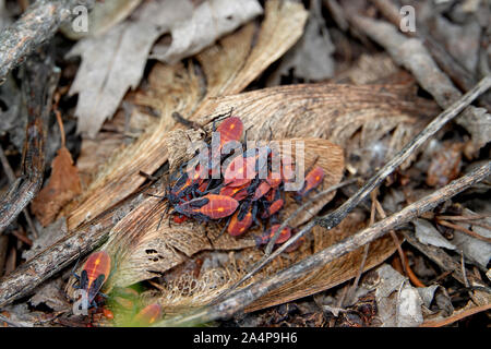 Boxelder Bugs sur Maple Samara Banque D'Images