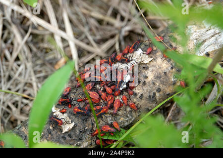 L'essaimage sur Log Bugs Boxelder Banque D'Images