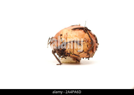 Un sale, debout sur la pelure de champignons Suillus tube isolé sur un fond blanc. Banque D'Images