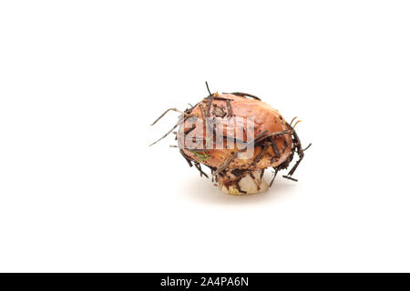 Un sale, debout sur la pelure de champignons Suillus tube isolé sur un fond blanc. Banque D'Images