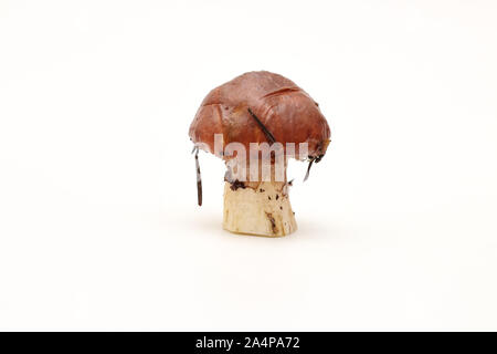 Un sale, debout sur la pelure de champignons Suillus tube isolé sur un fond blanc. Banque D'Images