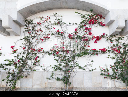 La floraison des plantes de vigne sur un mur de pierre blanche, du point de vue de l'avant. Banque D'Images