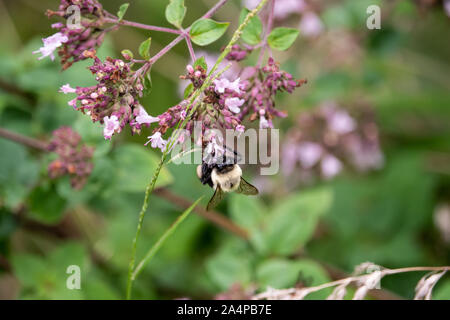 Bumblebee sur Fleurs d'origan Banque D'Images