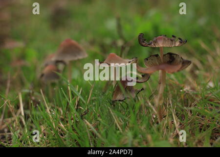 Fous de la nature - un grand champignons champignons / verticale avec branchies à bords noirs sur un gazon britannique. Essex, UK Banque D'Images