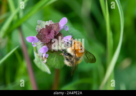 Carder Bumblebee sur Fleurs Lamier au printemps Banque D'Images