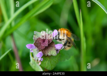 Carder Bumblebee sur Fleurs Lamier au printemps Banque D'Images