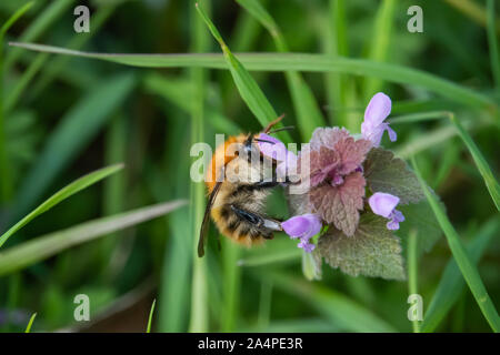 Carder Bumblebee sur Fleurs Lamier au printemps Banque D'Images