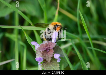 Carder Bumblebee sur Fleurs Lamier au printemps Banque D'Images