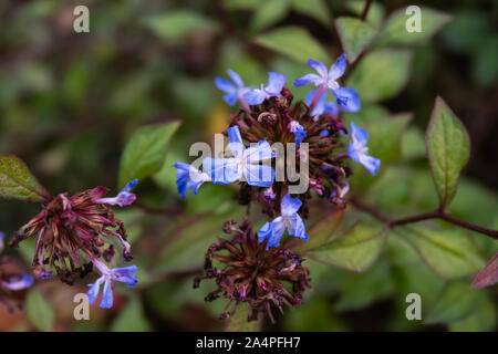 Plumbago chinois en fleurs fleurs Banque D'Images