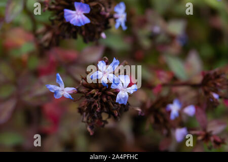 Plumbago chinois en fleurs fleurs Banque D'Images