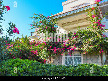 Dans le jardin de plantes méditerranéennes et de belles fleurs roses et blanches sur begonville traditionnelle maison d'été à Bodrum, Turquie Banque D'Images