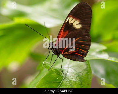 Postman butterfly (Heliconius melpomene) couleur très variable, dans laquelle le rouge, noir, blanc et orange prédominent. Plus de 30 sous-espèces géographiques Banque D'Images