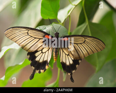 Grand Mormon Papilio memnon agenor) Le Grand Mormon est un papillon qui se nourrit d'agrumes, il est assez commun à Singapour Banque D'Images