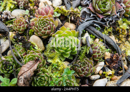 Houseleek commun en hiver Rosettes Banque D'Images