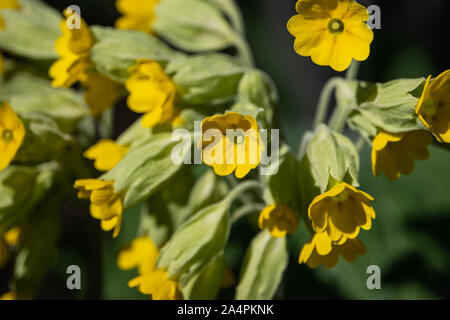 Coucou bleu Fleurs Primrose en fleurs au printemps Banque D'Images