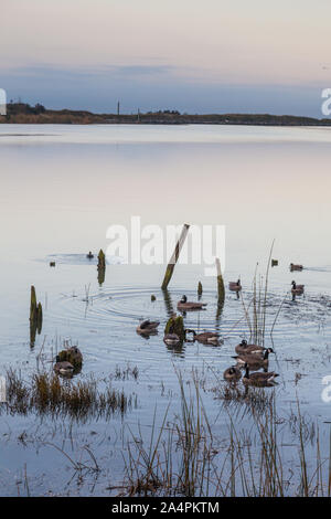 Les Bernaches du Canada à se nourrir dans la matinée près de la côte le long de la front de Steveston en Colombie-Britannique Canada Banque D'Images