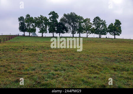 Matin, Amish farm, Indiana, USA, la fin de l'été, par James D Coppinger/Dembinsky Assoc Photo Banque D'Images