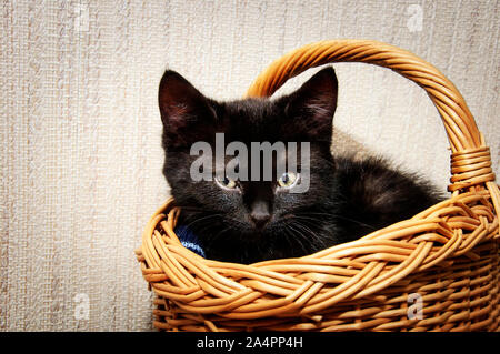 Petit chaton noir dans le panier, close-up portrait Banque D'Images